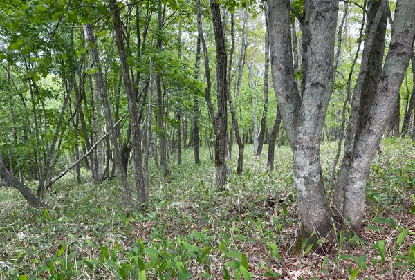 釧路湿原　ふれあい広場の写真・動画_image_1128521