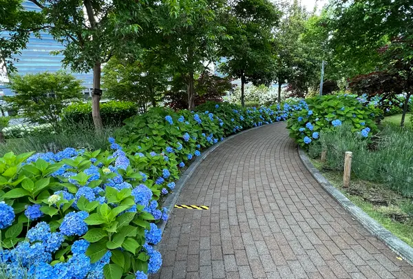 シンボルプロムナード公園 センタープロムナードの写真・動画_image_1134777