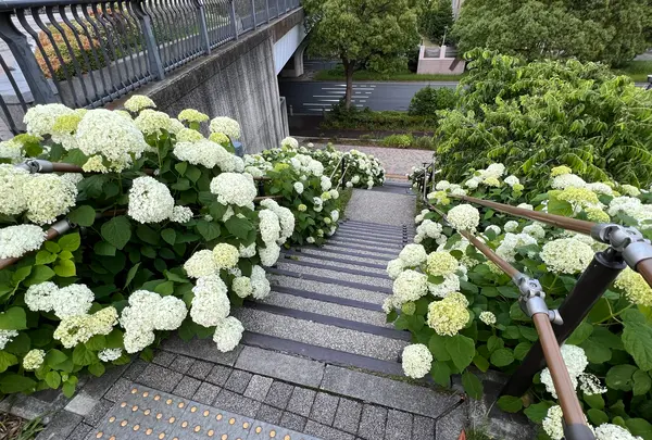 シンボルプロムナード公園 センタープロムナードの写真・動画_image_1134778