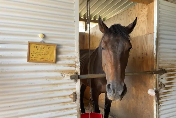 有明浜ホースパークの写真・動画_image_1153776