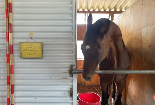 有明浜ホースパークの写真・動画_image_1153778