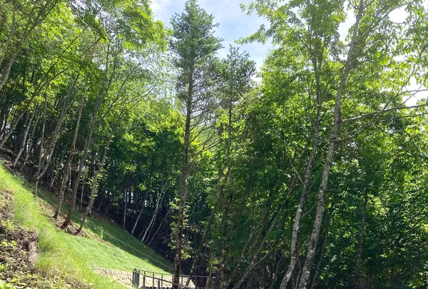 FUJIYAMAツインテラスの写真・動画_image_1154376