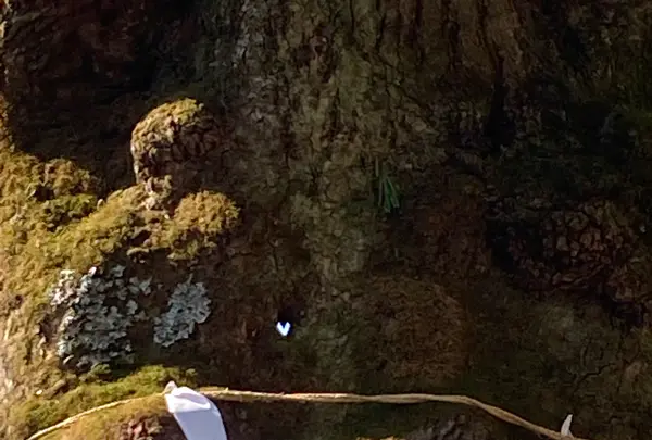 熊野皇大神社の写真・動画_image_1154557