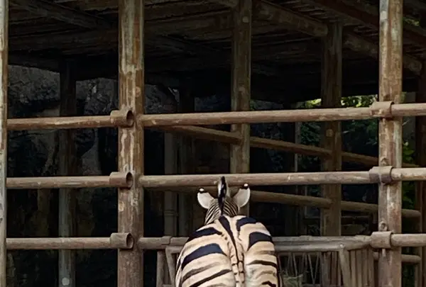 東山動物園の写真・動画_image_1168593