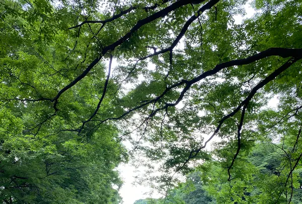 名古屋城の写真・動画_image_1168595