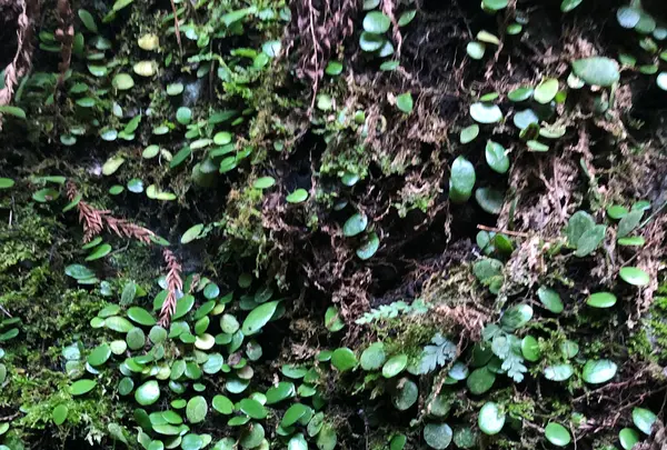 洒水の滝の写真・動画_image_1172851