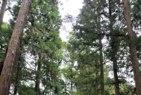 偕楽園の写真・動画_image_1177944