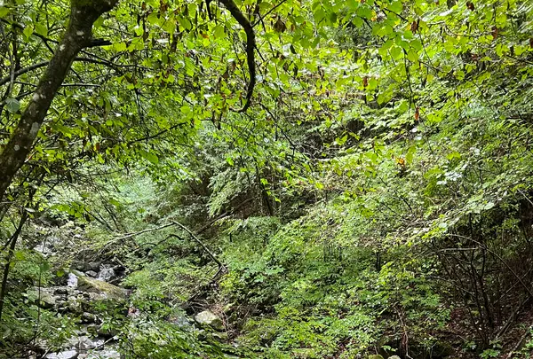 スカイバレーキャンプ場の写真・動画_image_1182037