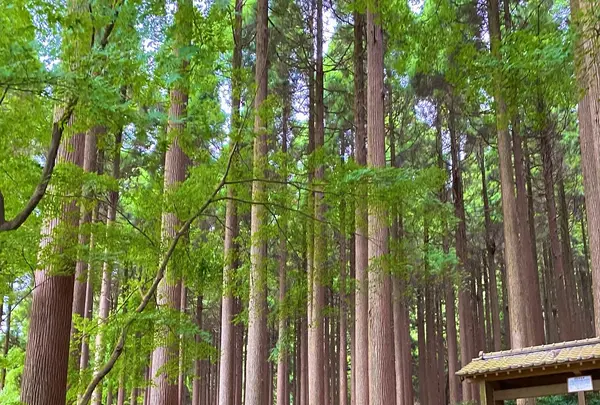 霧島ホテルの写真・動画_image_1193641