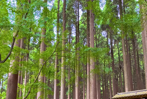 霧島ホテルの写真・動画_image_1193643