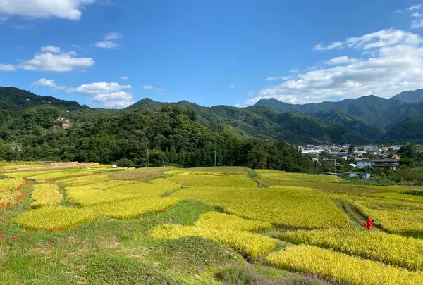 横瀬町の寺坂棚田の写真・動画_image_1195371