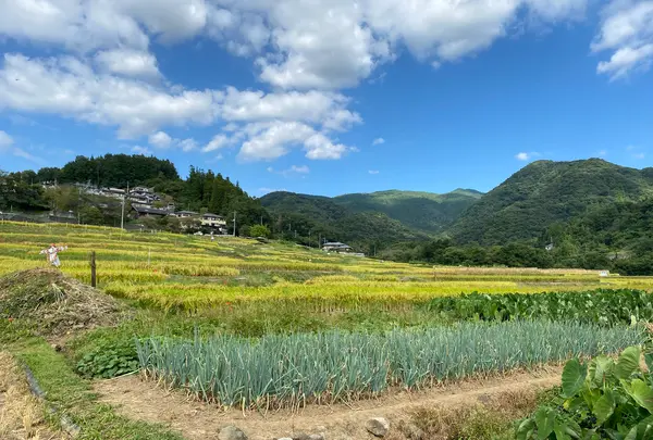 横瀬町の寺坂棚田の写真・動画_image_1195372