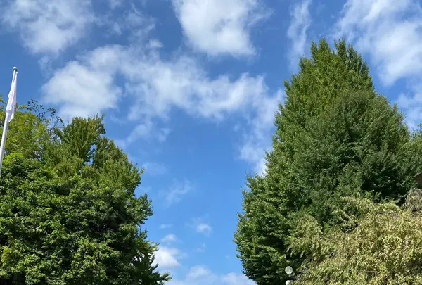 秩父神社の写真・動画_image_1195383