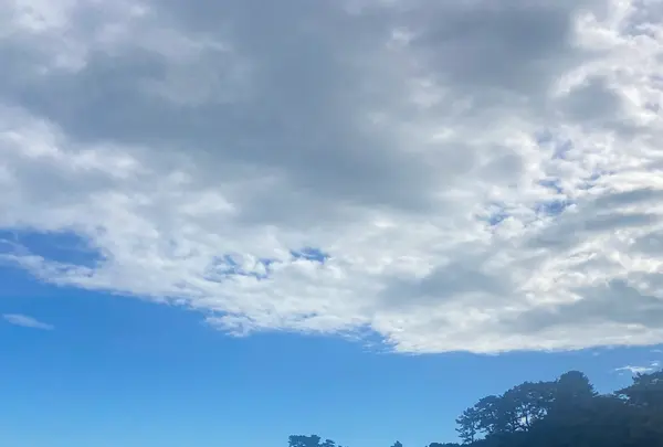 桂浜の写真・動画_image_1199906