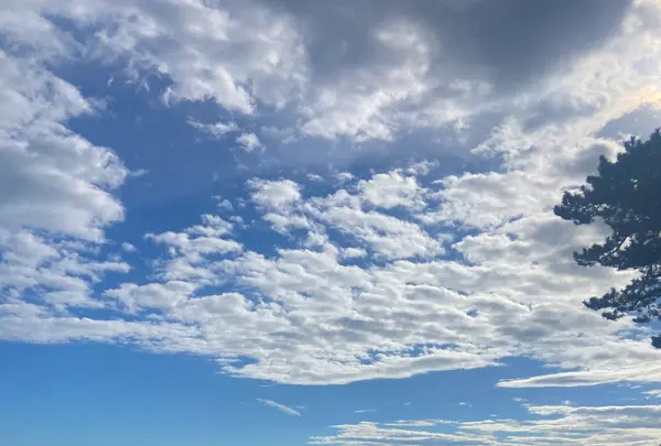 桂浜の写真・動画_image_1199908
