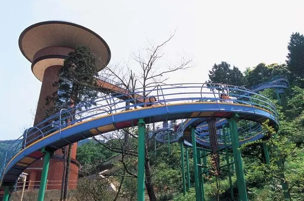 きのこの森の写真・動画_image_1209109