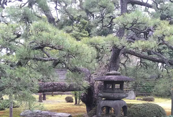 元離宮 二条城の写真・動画_image_1214261