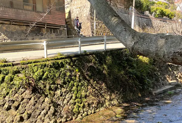 來宮神社の写真・動画_image_1216296