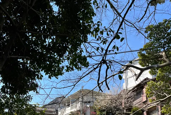 來宮神社の写真・動画_image_1216297