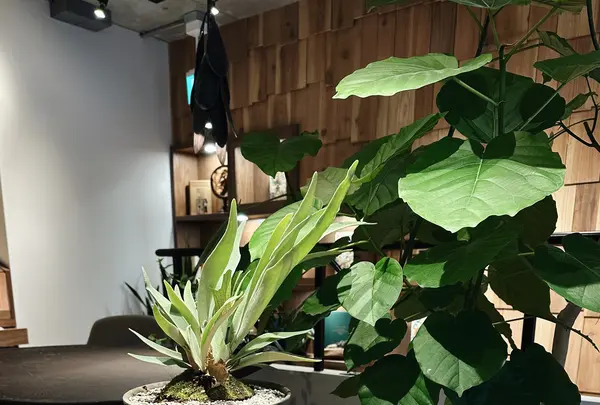 CAFÉ Tarot (カフェタロー)の写真・動画_image_1217104