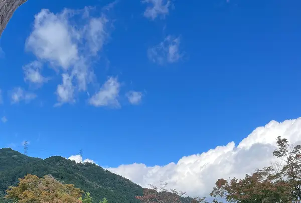 日吉大社の写真・動画_image_1221961