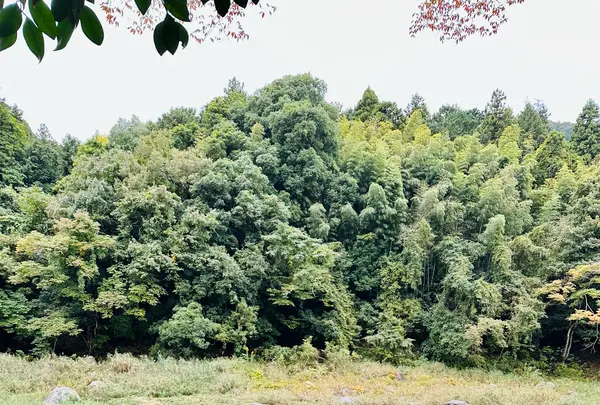 御岳渓谷の写真・動画_image_1223375
