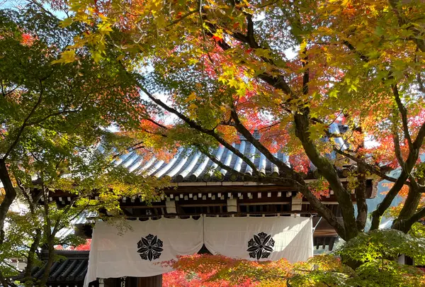 永観堂（禅林寺）の写真・動画_image_1225109