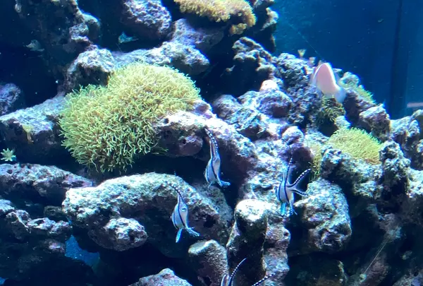 みなとやま水族館の写真・動画_image_1240940