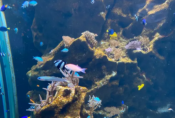 みなとやま水族館の写真・動画_image_1240942