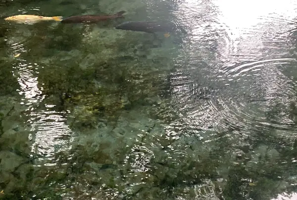 明神池名水公園の写真・動画_image_1241348