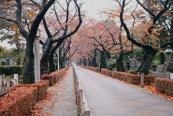 青山霊園