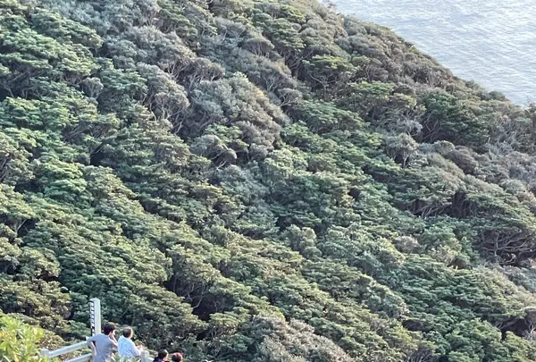 大瀬崎灯台展望台の写真・動画_image_1245291