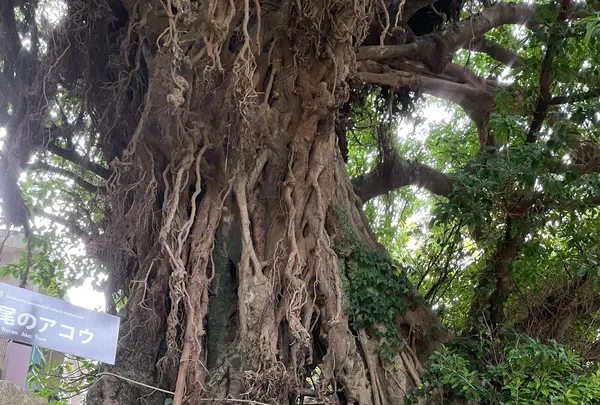 奈良尾神社の写真・動画_image_1245403
