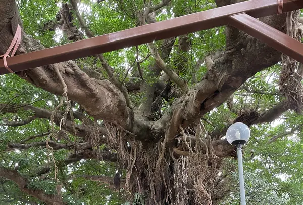 奈良尾神社の写真・動画_image_1245405