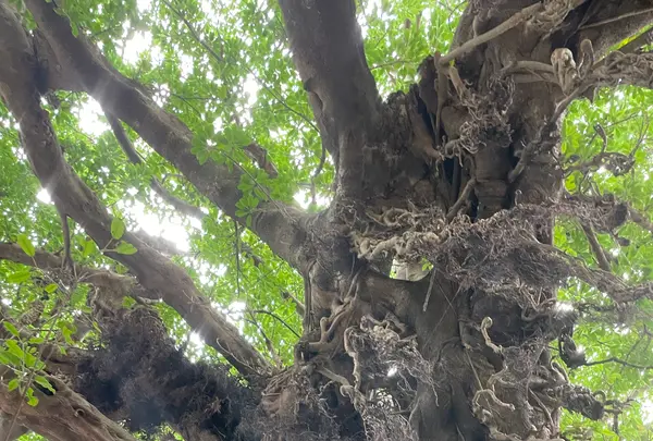 奈良尾神社の写真・動画_image_1245406