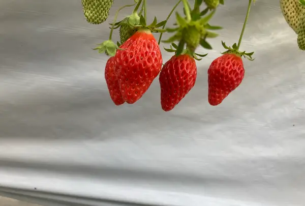 ナガシマファームの写真・動画_image_1274892