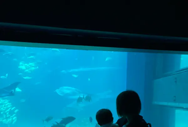 海遊館の写真・動画_image_1297459