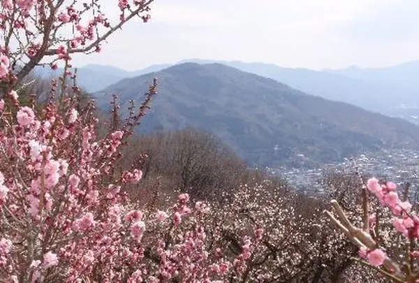 宝登山梅百花園 ロウバイと梅