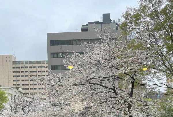 スターバックスコーヒー 愛宕グリーンヒルズ店（STARBUCKS COFFEE）の写真・動画_image_1318438