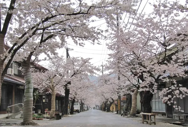 がいせん桜通りの写真・動画_image_132321