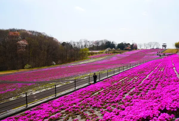 市貝町芝ざくら公園の写真・動画_image_1323645