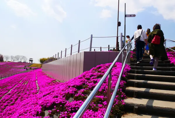 市貝町芝ざくら公園の写真・動画_image_1323646