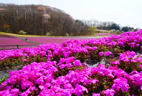 市貝町芝ざくら公園の写真・動画_image_1323647