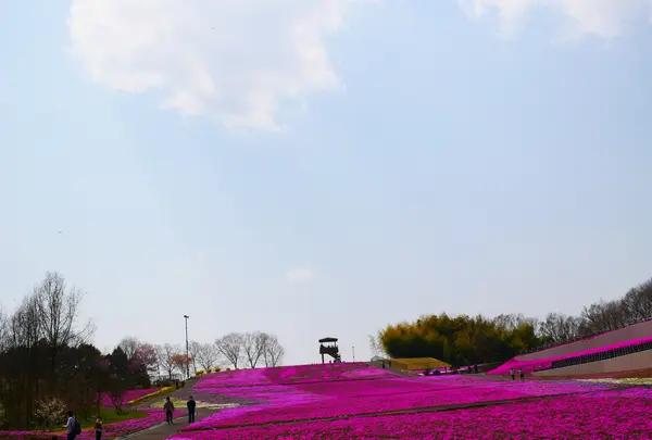 市貝町芝ざくら公園の写真・動画_image_1323648