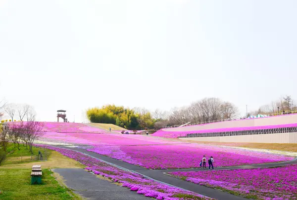市貝町芝ざくら公園の写真・動画_image_1323649