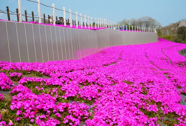 市貝町芝ざくら公園の写真・動画_image_1323650