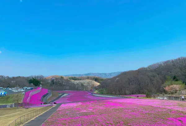 市貝町芝ざくら公園の写真・動画_image_1323653