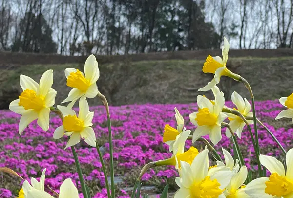 市貝町芝ざくら公園の写真・動画_image_1323654