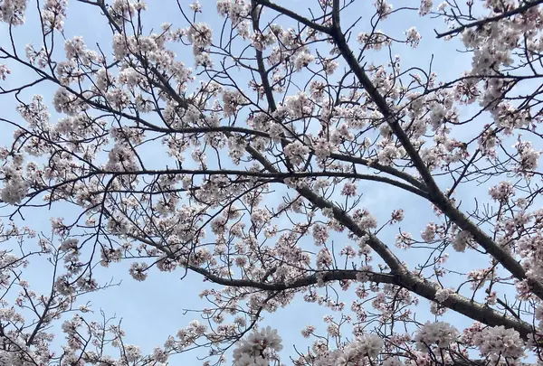 おの桜づつみ回廊の写真・動画_image_1323781