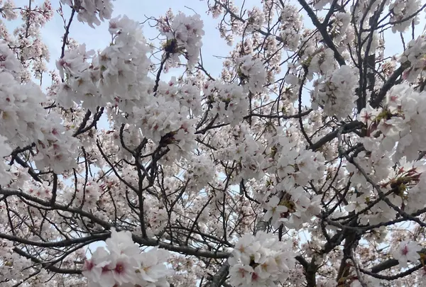 おの桜づつみ回廊の写真・動画_image_1323782